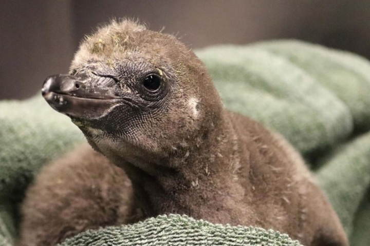 [서울=뉴시스] 미국 뉴욕주 시러큐스 소재 로자먼드 기퍼드 동물원에서 지난 1월1일 수컷 펭귄 커플인 엘머와 리마가 부화시킨 아기 펭귄 모습. (출처 : 로자먼드 기퍼드 동물원 홈페이지 갈무리) 2022.02.03. *재판매 및 DB 금지