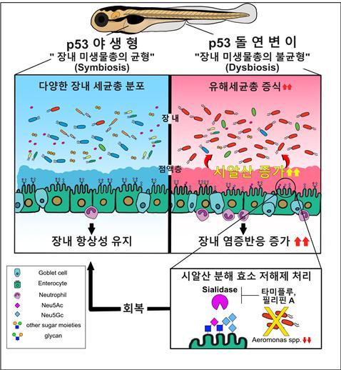 [대전=뉴시스] p53 돌연변이에 의한 장내 미생물들의 불균형 및 시알산 분해 효소 저해제의 효과. p53 돌연변이에 의해 증가한 장내 시알산의 농도를 시알산 분해 효소 저해제인 타미플루와 필리핀 A를 이용해 효과적으로 제어, 장내 염증 반응 및 유해 세균의 수를 감소시킬 수 있다. *재판매 및 DB 금지