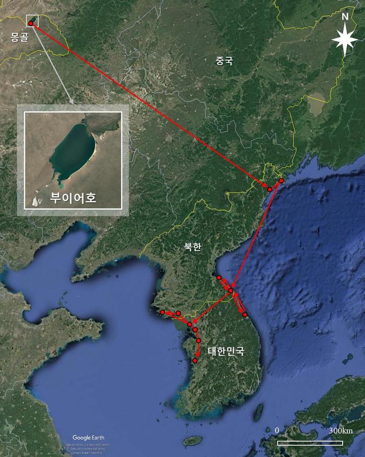 [서울=뉴시스] 위치추적발신기를 부착한 멸종위기종 혹고니가 몽골 부이어호수 인근에서 한반도로 이동한 경로. (지도=국립생물자원관 제공). 2022.02.06. photo@newsis.com *재판매 및 DB 금지