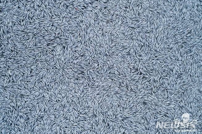 [서울=뉴시스] 해양 보호 단체인 시셰퍼드가 촬영한 프랑스 앞바다 물고기 사체. 2022.02.06