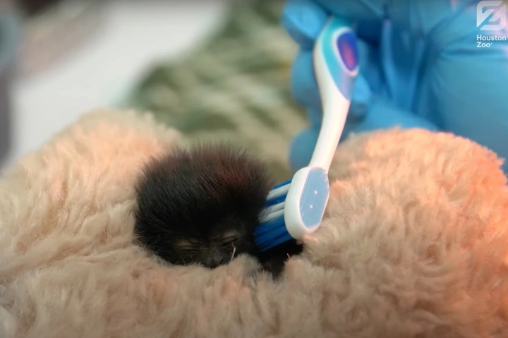 [서울=뉴시스] 미국 텍사스주 휴스턴 동물원에서 지난 1월15일에 태어난 새끼 괼디원숭이 베티 털을 수의사들이 칫솔로 다듬고 있다. (출처 : 휴스턴동물원 페이스북 홈페이지 갈무리) 2022.02.07. *재판매 및 DB 금지