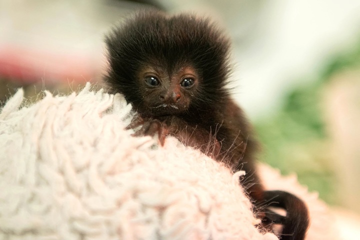 [서울=뉴시스] 미국 텍사스주 휴스턴동물원에서 지난 1월15일에 태어난 새끼 괼디원숭이 베티의 모습. (출처 : 휴스턴동물원 페이스북 홈페이지 갈무리) 2022.02.07. *재판매 및 DB 금지