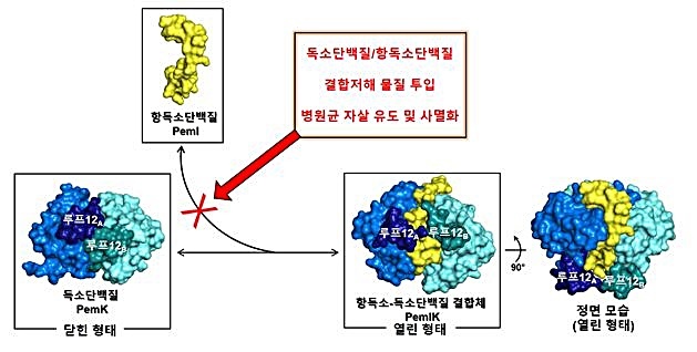 [대전=뉴시스] 독소단백질 PemK와 항독소단백질 PemI의 결합 모드. 독소단백질과 항독소단백질의 결합을 방해할 수 있는 약물을 넣어주면 PemK는 지속해 병원균 속에 있는 전령알엔에이(mRNA)를 분해, 결국 병원균은 사멸된다. *재판매 및 DB 금지