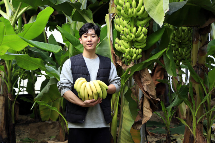 [진도=뉴시스] 바나나 수확 *재판매 및 DB 금지