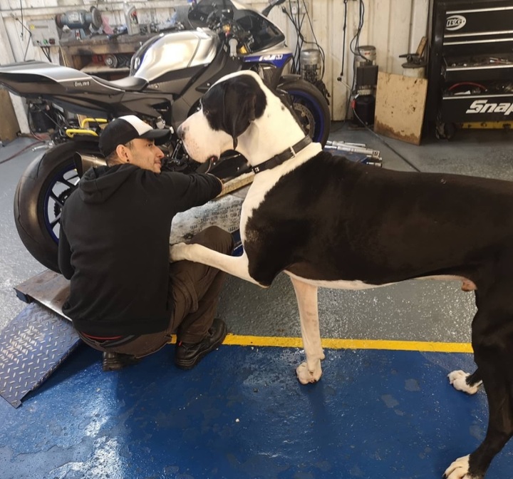 [서울=뉴시스] 영국 런던에서 '가장 큰 개'로 알려진 카를로스의 반려견 디에고의 모습. (출처 : 카를로스 인스타그램 홈페이지 갈무리) 2022.02.09. *재판매 및 DB 금지
