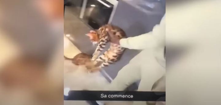 프리미어리그 웨스트햄 수비수 주마가 자기 고양이를 학대하는영상이 공개돼 파문이 일고 있다. 출처: YouTube/The Sun *재판매 및 DB 금지