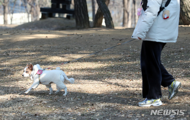 [서울=뉴시스] 고승민 기자 = 오는 11일부터 반려견을 데리고 외출할 때 목줄, 가슴줄 길이를 2m 이내로 유지해야 한다. 3개월령 미만 애완견을 직접 안고 외출할 때는 목줄, 가슴줄 길이를 하지 않아도 무방하다. 농림축산식품부는 이러한 내용이 담긴 동물보호법 시행규칙이 11일 시행된다고 지난 9일 밝혔다. 사진은 10일 서울의 한 공원에서 2m 이내 목줄과 함께 산책하는 반려견 모습. 2022.02.10. kkssmm99@newsis.com
