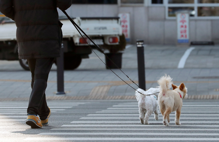 [서울=뉴시스] 서울의 한 도심 횡단보도에서 2m 이내 목줄과 함께 산책하는 반려견 모습. (사진=뉴시스 DB). photo@newsis.com 