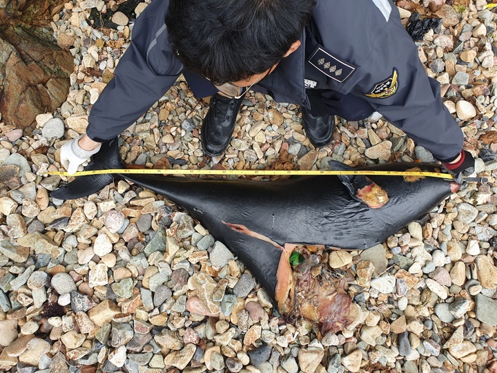 여수해경이 13일 여수 해안에서 발견된 상괭이 사체를 조사하고 있다. 해양환경인명구조단 제공 *재판매 및 DB 금지