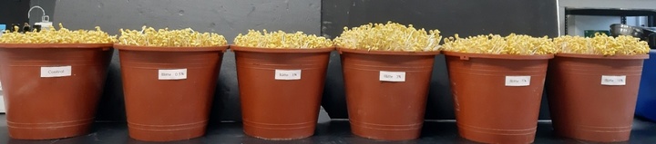 영동 일라이트, 식물 성장 촉진 등 과학적 효능 입증