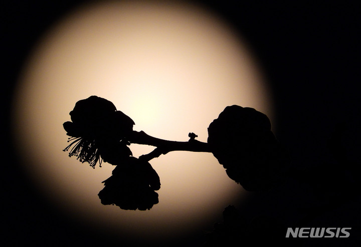 [제주=뉴시스] 우장호 기자 = 정월대보름을 하루 앞둔 14일 오후 제주시 연동 하늘 위로 높이 떠오른 둥근달 앞에 봄꽃인 매화가 피어 있다. 2022.02.14. woo1223@newsis.com