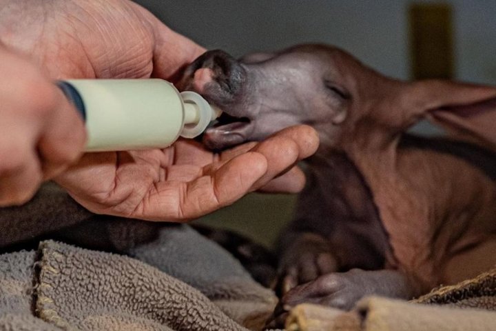 [서울=뉴시스] 지난 1월4일 잉글랜드 체스터 동물원에서 90년 만에 최초로 태어난 아기 땅돼지에게 사육사들이 먹이를 주고 있다. (출처 : 체스터 동물원 홈페이지 갈무리) 2022.02.15. *재판매 및 DB 금지