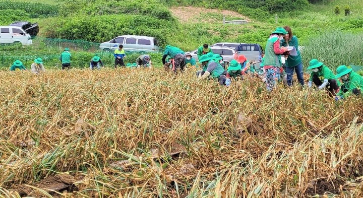 단양마늘 수확하는 농가 *재판매 및 DB 금지