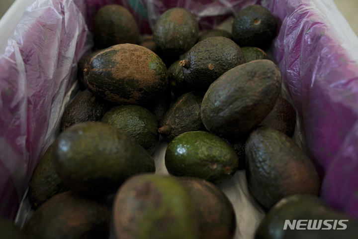 [멕시코시티=AP/뉴시스] 멕시코시티 미초아칸 시장의 한 상점에 아보카도가 전시되어 있다. 2022.02.14.