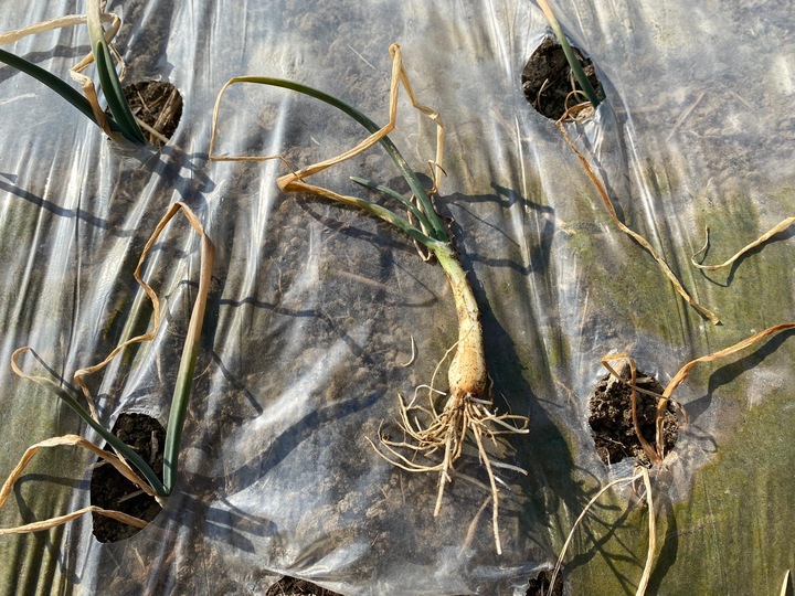 [안동=뉴시스] 말라 죽은 양파. (사진=경북도 제공) 2022.02.17 *재판매 및 DB 금지