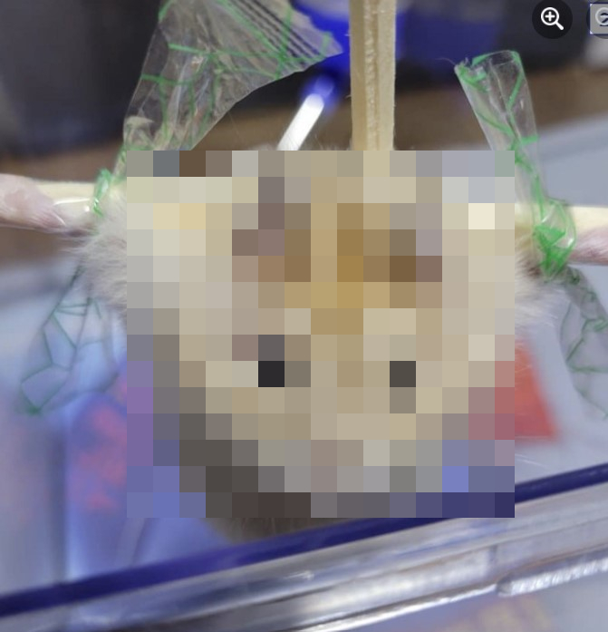 (사진=동물권단체 케어 페이스북 캡처) *재판매 및 DB 금지 *재판매 및 DB 금지