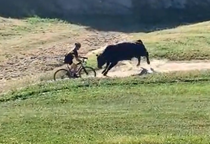 지난 12일(현지시각) 미국 캘리포니아주 베이커스필드에서 열린 산악자전거대회에서 참가자가 소에 들이받히는 장면. 영상: ELEVENGEAR via STORYFUL *재판매 및 DB 금지