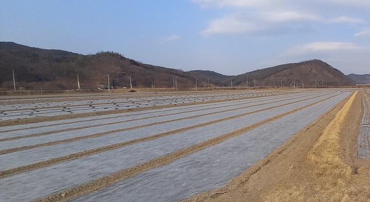 안동 마늘재배 지역 (사진=안동시 제공) *재판매 및 DB 금지