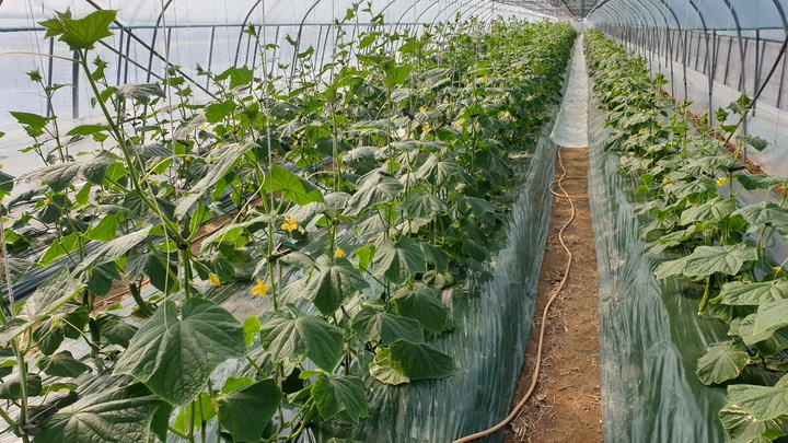 .[안동=뉴시스] 시설오이. (사진=뉴시스 DB). photo@newsis.com *재판매 및 DB 금지