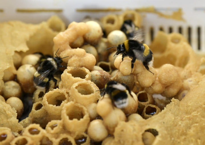 [장수=뉴시스] 한훈 기자 = 양봉농가 지원. (사진=장수군 제공).2022.02.25.&nbsp; photo@newsis.com *재판매 및 DB 금지