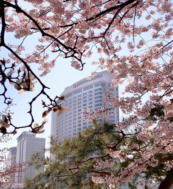 [서울=뉴시스]서울, 인터콘티넨탈 코엑스의 봄 (사진 = 트립닷컴) 2022.3.3. photo@newsis.com *재판매 및 DB 금지