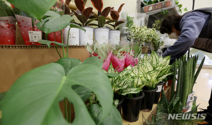 [서울=뉴시스] 김병문 기자 = 서울 중구 롯데마트 서울역점에서 직원이 화분을 진열하고 있다. 기사 내용과는 무관. 2022.03.03. dadazon@newsis.com
