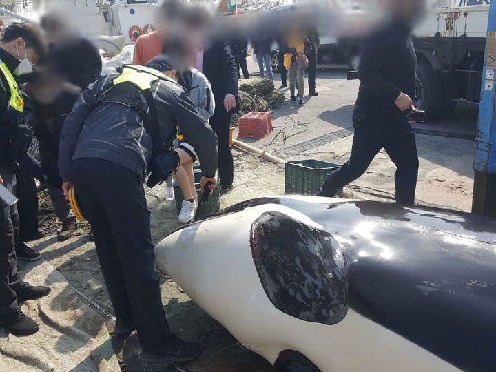 [포항=뉴시스] 강진구 기자 = 경북 포항해양경찰서(서장 김형민)는 구룡포선적 연안자망어선 A호(6t급)가 4일 오전 9시 30분께 포항시 남구 구룡포 동쪽 15㎞해상에서 그물에 걸려 죽은 범고래를 혼획했다고 신고했다고 5일 밝혔다.사진은 혼획여부를 확인하는 해경직원들.(사진=포항해양경찰서 제공) 2022.03.05.photo@newsis.com *재판매 및 DB 금지