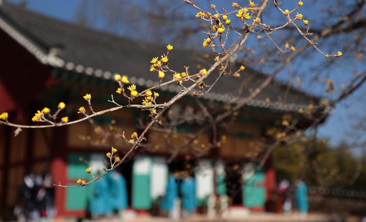 [구례=뉴시스] 김석훈 기자 = 전남 구례군 구례읍 봉서리소재 구례향교 대성전에서 지난 5일 공자를 비롯한 여러 성현들에게 제사를 지내는 춘계 석전대제를 봉행하고 있는 가운데 대성전 주변 산수유나무가 꽃망울을 터트리며 봄소식을 알리고 있다. (사진=구례군청 제공) 2022.03.06. photo@newsis.com *재판매 및 DB 금지