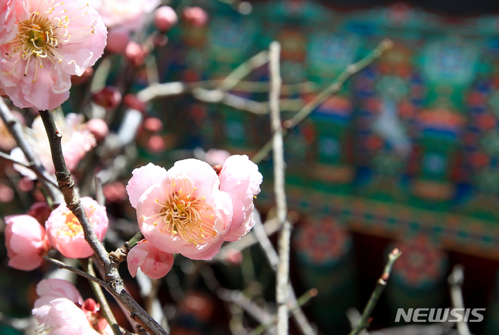 [제주=뉴시스] 우장호 기자 = 맑은 날씨를 보인 지난 6일 오후 제주시 오라2동 월정사에서 봄기운에 활짝 피어난 분홍매가 단청빛과 어울려 아름답다. 2022.03.06. woo1223@newsis.com