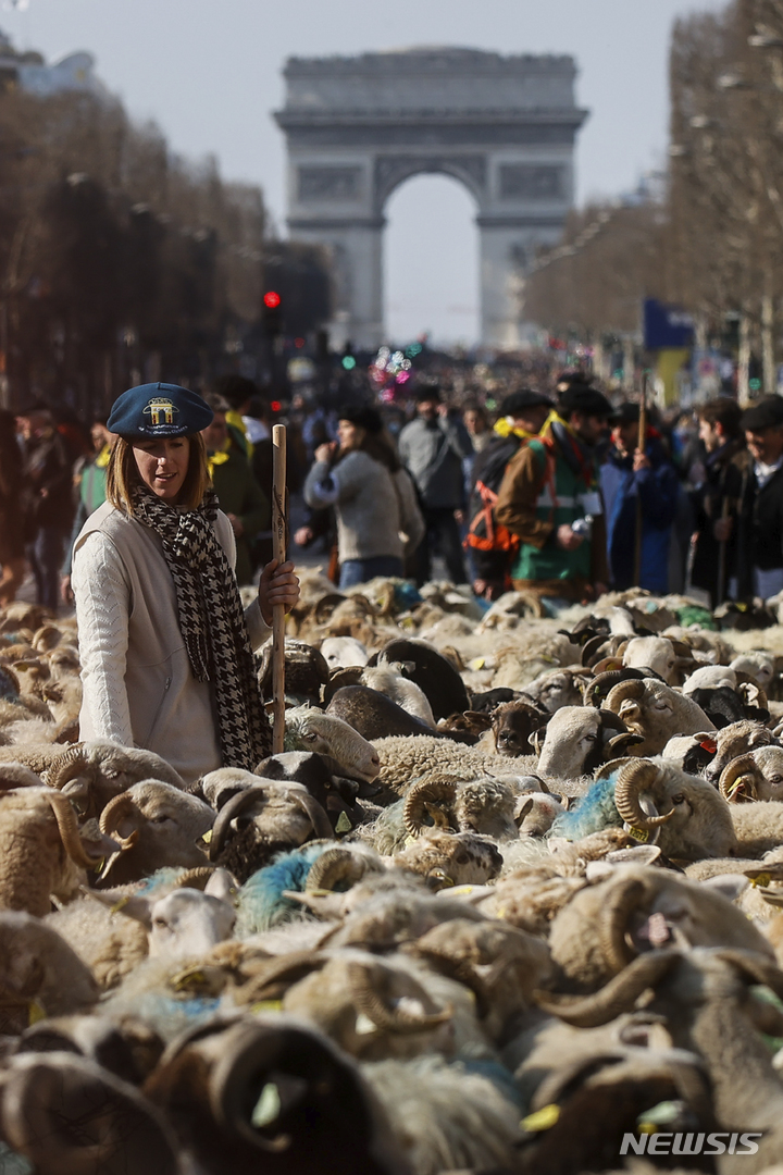 [파리=AP/뉴시스] 프랑스 파리에서 열린 국제농업축제에 참가한 농민들이 양떼를 몰고 샹젤리제 대로를 지나고 있다. 2022.3.6.