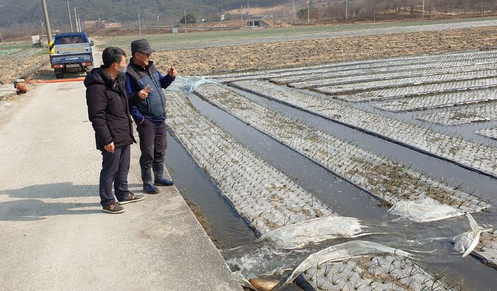 [함양=뉴시스] 함양군, 양파 고랑 물대기. *재판매 및 DB 금지