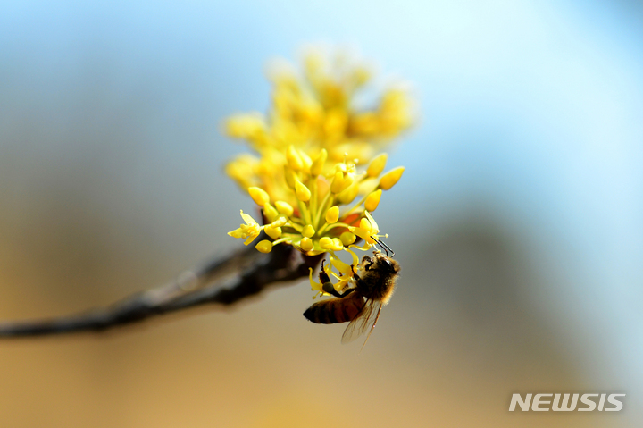 [남해=뉴시스] 차용현 기자 = 8일 오후 경남 남해군 고현면 길가에서 꿀벌 한 마리가 노란 산수유꽃에 앉아 꿀을 따고 있다. 2022.03.08. con@newsis.com