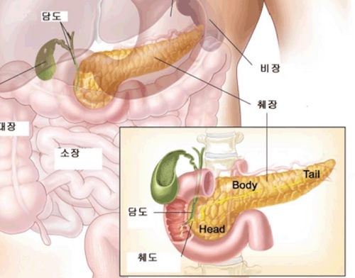 (사진=대한종양외과학회 홈페이지 캡처) *재판매 및 DB 금지