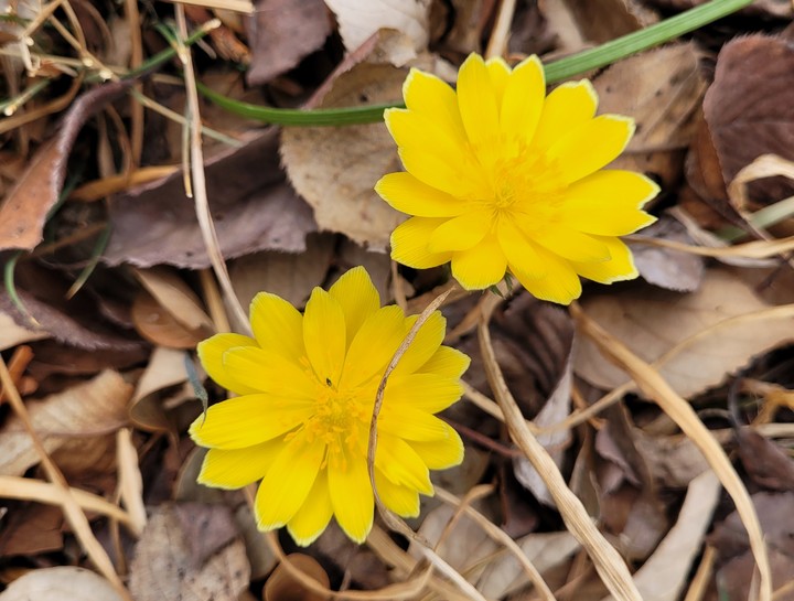 [산청=뉴시스] 복수초 만개. *재판매 및 DB 금지