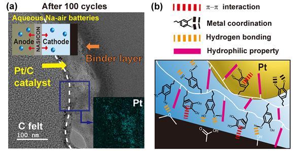 [울산=뉴시스] 촉매-집전체 계면에서의 홍합 모사 고분자 바인더의 역할을 나타낸 연구그림 *재판매 및 DB 금지