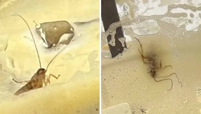 [서울=뉴시스] 지난 12일 중국 소셜미디어(SNS) 웨이보에 올라온 사진으로, 스타벅스 음료 안에서 바퀴벌레 한 마리가 발견됐다. (출처 : 웨이보 갈무리) 2022.03.14. *재판매 및 DB 금지