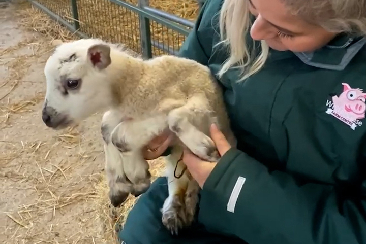 지난달 22일(현지시각) 영국의 한 체험농장에서 태어난 새끼 양의 모습. 어깨 부분에 '다섯째 다리'가 달려있다. 출처: Whitehouse Farm 페이스북 *재판매 및 DB 금지