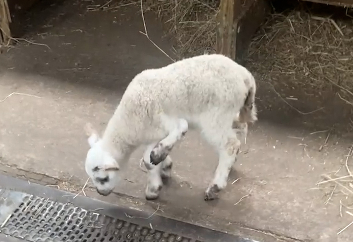새끼양이 태어난지 18일 뒤 인 지난 12일 농장측이 SNS에 공개한 새끼양의 모습. 출처: Whitehouse Farm 페이스북 *재판매 및 DB 금지