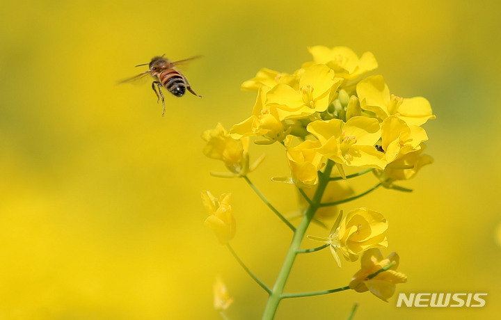 [서귀포=뉴시스] 유채꽃 사이로 먹이활동하는 꿀벌. (사진=뉴시스 DB). photo@newsis.com 