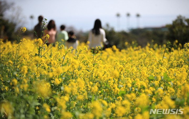 [서귀포=뉴시스] 우장호 기자 = 지난 16일 오후 제주 서귀포시 색달동 엉덩물계곡을 찾은 관광객들이 봄계절을 맞아 활짝 핀 유채꽃을 감상하며 즐거운 시간을 보내고 있다. 기상청에 따르면 이날 제주 성산읍의 낮 기온이 18.9도까지 오르는 등 포근한 날씨를 나타냈다. 2022.03.16. woo1223@newsis.com