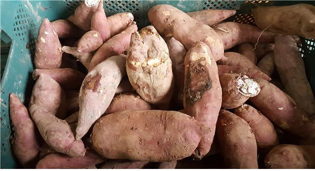 식품의약품안전처는 최근 온라인 커뮤니티 등에서 논란이 된 '썩은 고구마 쇼핑몰'에 대한 현장 조사를 진행해 비위생적인 고구마가 유통‧판매된 사실을 확인했다고 18일 밝혔다. 사진은 해당 업체가 유통한 고구마의 모습.(사진 : 식약처 제공) *재판매 및 DB 금지