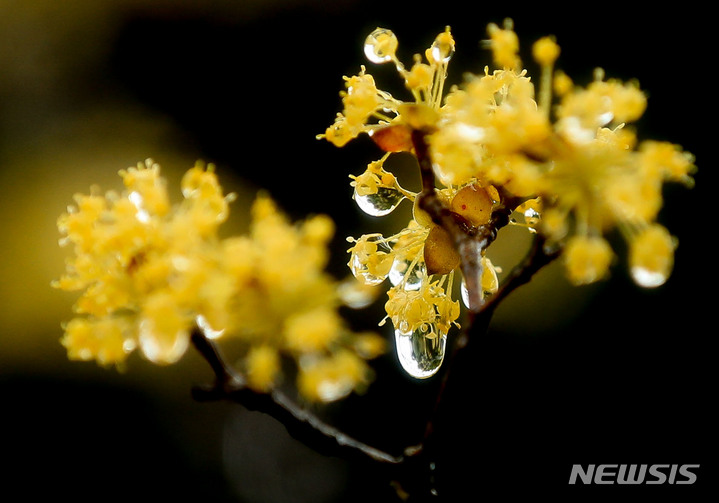 [제주=뉴시스] 우장호 기자 = 지난 18일 오전 제주시 오라2동 인근 도롯가에 핀 산수유꽃에 빗방울이 맺혀 있다. 2022.03.18. woo1223@newsis.com