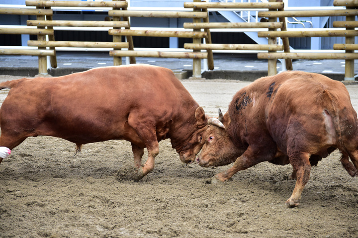 [진주=뉴시스] 진주소싸움 경기 모습. *재판매 및 DB 금지