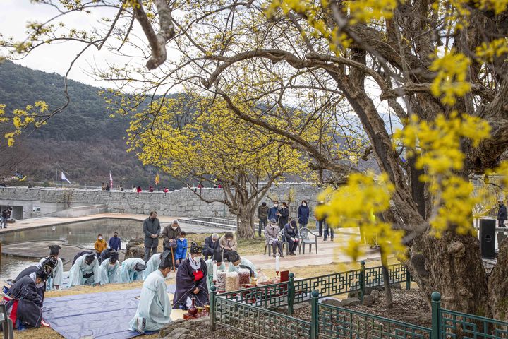 전남 구례군이 20일 활짝 핀 산수유 나무 시목지에서 풍년을 기원하는 제례를 봉행하고 있다. 구례군 제공 *재판매 및 DB 금지