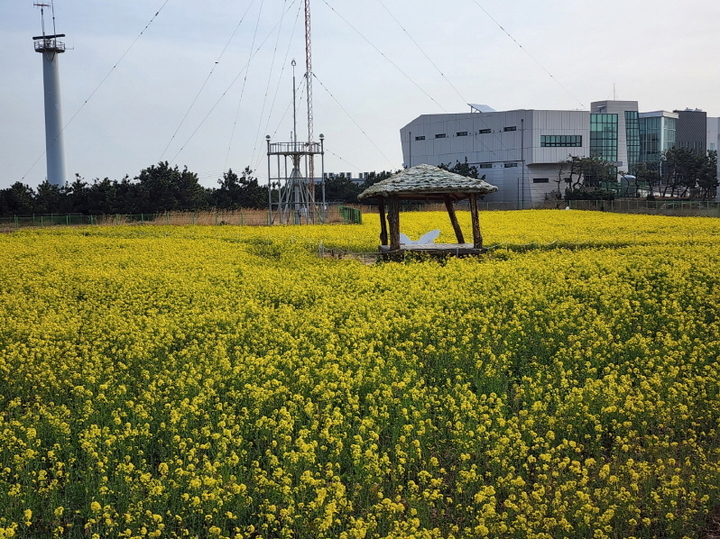 [포항=뉴시스] 강진구 기자 = 올해 경북 포항시 호미곶에 조성된 10만 평(33㏊)규모 유채·메밀꽃 등 경관농업 단지.(사진=포항시 제공) 2022.03.20.photo@newsis.com *재판매 및 DB 금지