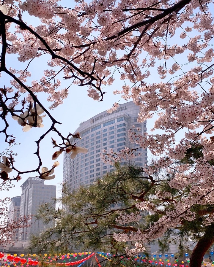 봉은사 벚꽃과 인터컨티넨탈 서울 코엑스 *재판매 및 DB 금지