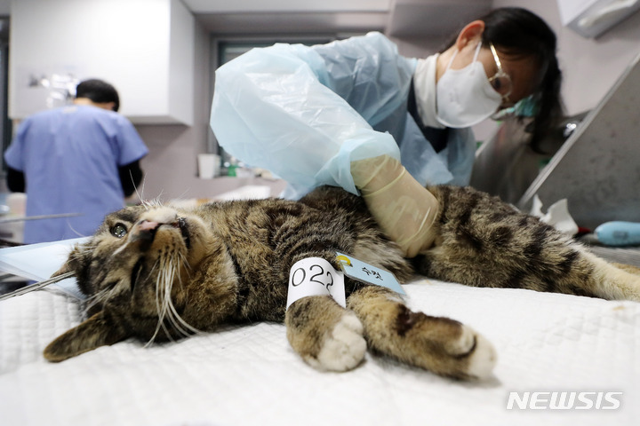 [서울=뉴시스] 백동현 기자 = 서울 길고양이 중성화의 날(TNRday) 시행 첫날인 20일 오후 서울 구로구 서울동물복지지원센터 구로에서 의료진이 고양이 중성화 수술을 하고 있다. 2022.03.20. livertrent@newsis.com