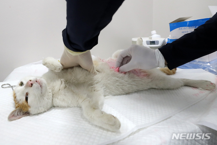 [청주소식]길고양이 580마리 중성화 수술 접수 등