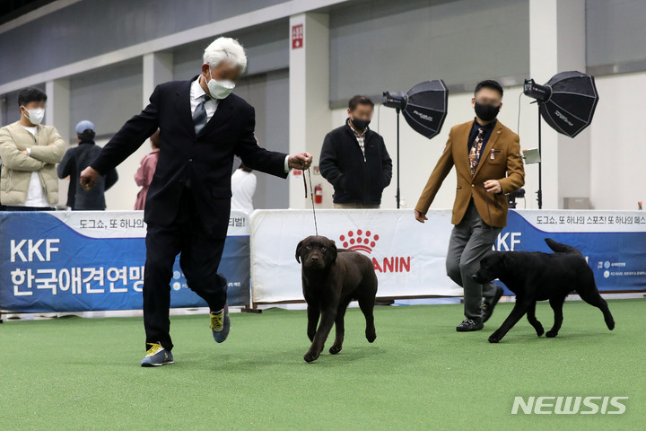 [서울=뉴시스] 백동현 기자 = 20일 오전 서울 서초구 aT센터에서 열린 2022 서울 FCI 국제 도그쇼에서 참가견들이 혈통견 심사를 받고 있다. 2022.03.20. livertrent@newsis.com