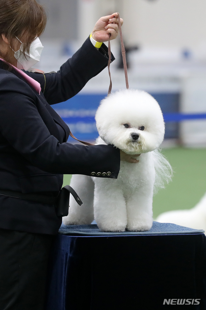 [서울=뉴시스] 백동현 기자 = 20일 오전 서울 서초구 aT센터에서 열린 2022 서울 FCI 국제 도그쇼에서 견주들이 혈통견 심사를 준비하고 있다. 2022.03.20. livertrent@newsis.com
